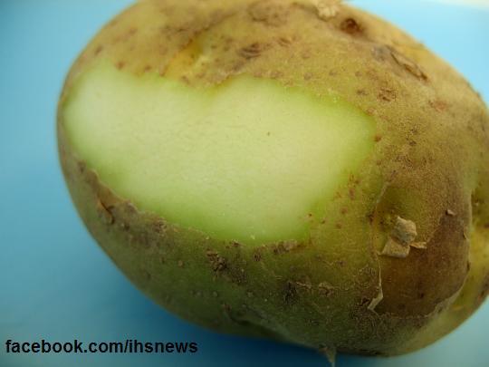 Green Potato dangerous for health ,Healthy eating ,health quotes,advice,tips,healthy living,life style,