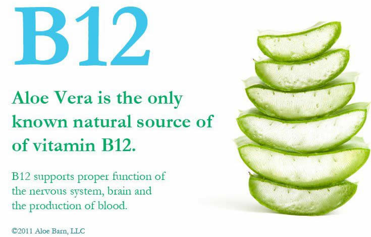 Aloe Vera ,Source of Vitamin B 12  