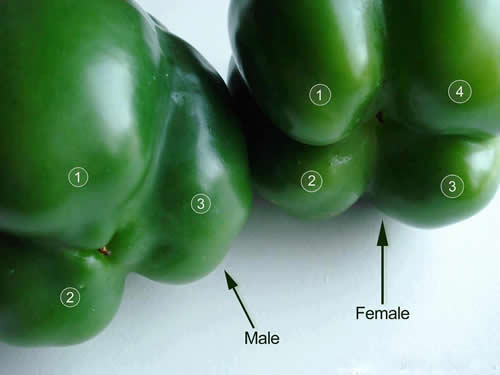 Gender of Bell Peppers ,health,cooking, tips