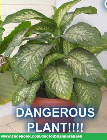 Dangerous plant , Dieffenbachia,healthy life