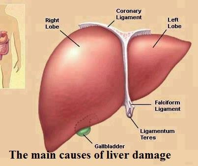 causes of liver damage,health tips,food