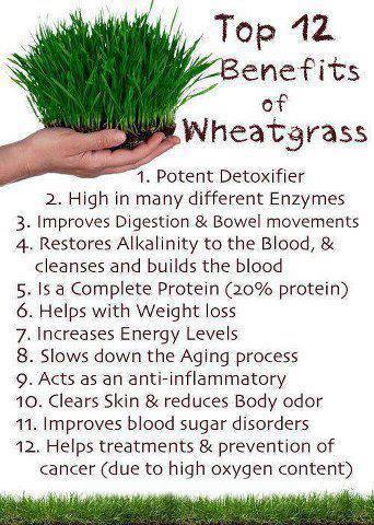  benefits of wheatgrass